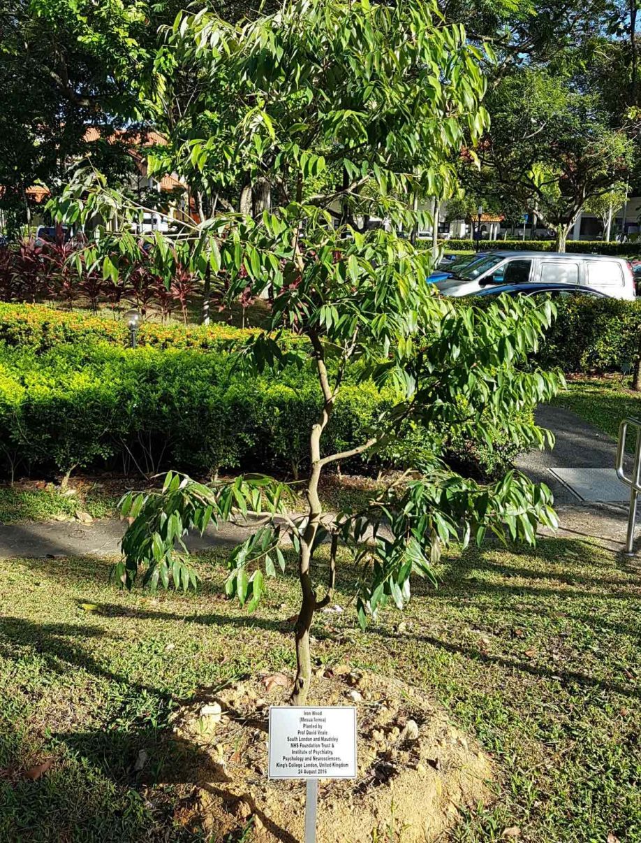 Tree Planting in Singapore Professor David Veale